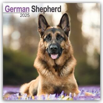 German Shepherd Calendar 2025 Square Dog Breed Wall Calendar - 16 Month - Browntrout Wandkalender - Avonside Publishing Ltd