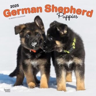 German Shepherd Puppies 2025 12 X 24 Inch Monthly Square Wall Calendar Plastic-Free - Browntrout