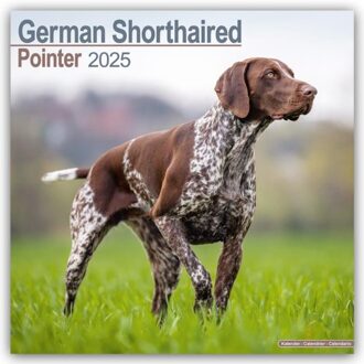 German Shorthair Pointer Calendar 2025 Square Dog Breed Wall Calendar - 16 Month - Browntrout - Avonside Publishing Ltd