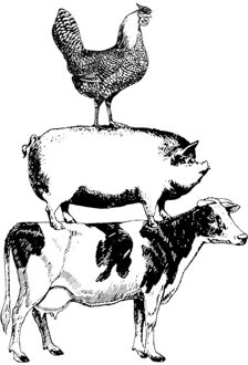 Gevogelte Dier Varken Vee Kippen Clear Stempels Voor Diy Ambachten Maken Scrapbooking Wenskaart Geen Metalen Stansmessen