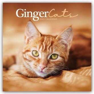 Ginger Cats Square Wall Calendar 2025 - Browntrout Wandkalender - Calendars, Carousel