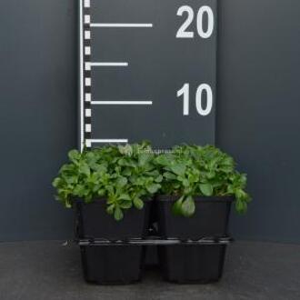 Gipskruid (gypsophila cerastioides) bodembedekker - 4-pack - 1 stuks