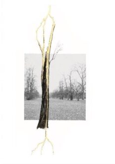 Giuseppe Penone. Thoughts In The Roots