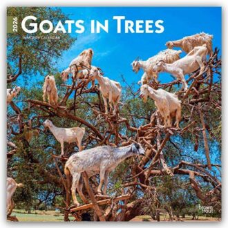Goats In Trees - Ziegen In Bäumen 2026 - 16-Monatskalender - Browntrout Wandkalender - Browntrout Publishers