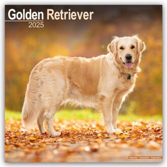 Golden Retriever Calendar 2025 Square Dog Breed Wall Calendar - 16 Month - Browntrout Wandkalender - Avonside Publishing Ltd