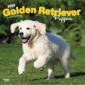 Golden Retriever Puppies 2025 12 X 24 Inch Monthly Square Wall Calendar Plastic-Free - Browntrout