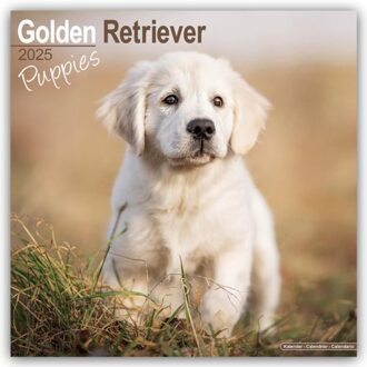 Golden Retriever Puppies Calendar 2025 Square Dog Puppy Breed Wall Calendar - 16 Month - Browntrout - Avonside Publishing Ltd