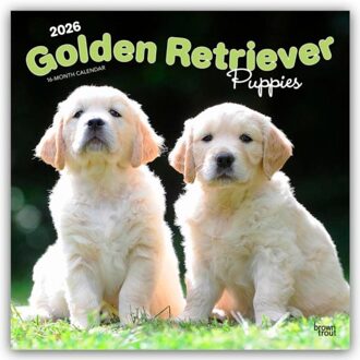 Golden Retriever Puppies - Golden Retriever Welpen 2026 - 16-Monatskalender - Browntrout Wandkalender - Browntrout Publishers