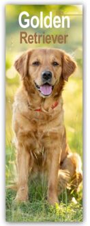 Golden Retriever Slim Calendar 2025 Dog Breed Slimline Calendar - 12 Month - Slimline-Kalender - Avonside Publishing Ltd
