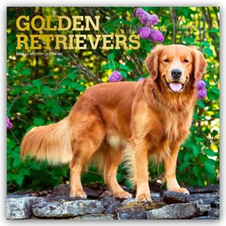 Golden Retrievers - Golden Retriever 2026 - 16-Monatskalender - Browntrout Wandkalender - Browntrout Publishers