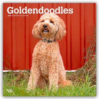 Goldendoodles - Goldendoodle 2026 - 16-Monatskalender - Browntrout Wandkalender - Browntrout Publishers