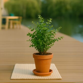 Gomboom - Eucalyptus Gunnii - P15