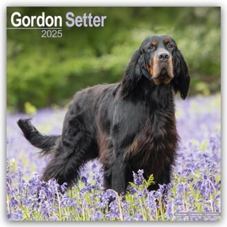 Gordon Setter Calendar 2025 Square Dog Breed Wall Calendar - 16 Month - Browntrout Wandkalender - Avonside Publishing Ltd