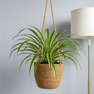 Graslelie hangplant (Chlorophytum Comosum) - P 18 cm