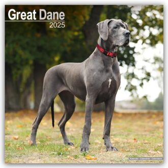 Great Dane (Euro) Calendar 2025 Square Dog Breed Wall Calendar - 16 Month - Browntrout Wandkalender - Avonside Publishing Ltd
