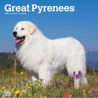 Great Pyrenees 2025 12 X 24 Inch Monthly Square Wall Calendar Plastic-Free - Browntrout