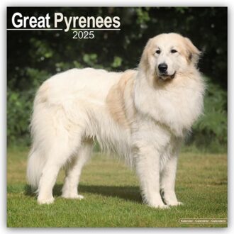 Great Pyrenees Calendar 2025 Square Dog Breed Wall Calendar - 16 Month - Browntrout Wandkalender - Avonside Publishing Ltd