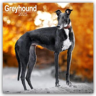 Greyhound Calendar 2025 Square Dog Breed Wall Calendar - 16 Month - Browntrout Wandkalender - Avonside Publishing Ltd