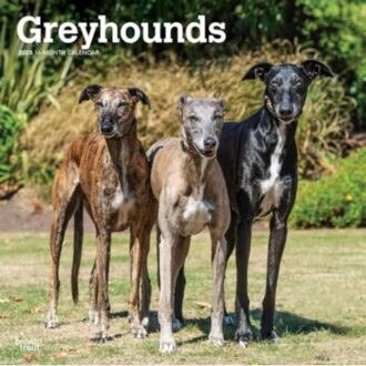 Greyhounds 2025 12 X 24 Inch Monthly Square Wall Calendar Plastic-Free - Browntrout