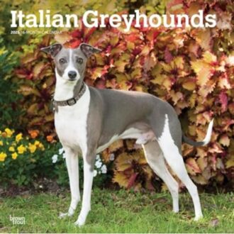 Greyhounds Italian 2025 Square Wrap