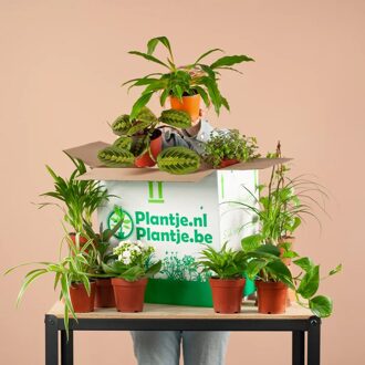 Groene Kneusjesbox (12 stuks)