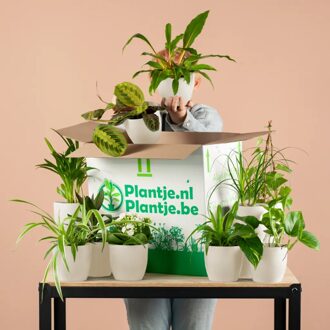 Groene Kneusjesbox inclusief bio sierpotten (12 stuks)