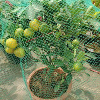 Groene Polyethyleen Anti Vogel Netto Groenten Netting Mesh Voor Fruit Crop Plant Boom Vogel-Voorkomen Netting Herbruikbare Tuin Netto