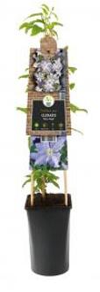 Grootbloemige Clematis Blue Angel 120 cm klimplant