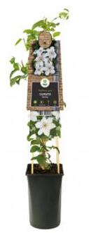 Grootbloemige Clematis Destiny 75 cm klimplant