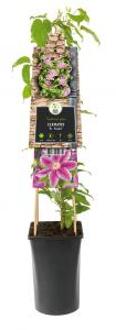 Grootbloemige Clematis Dr Ruppel 120 cm klimplant