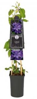Grootbloemige Clematis Esther PBR 75 cm klimplant