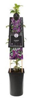 Grootbloemige Clematis Noora PBR L 120 cm klimplant