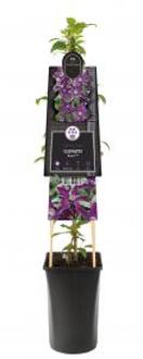 Grootbloemige Clematis Noora PBR M 75 cm klimplant