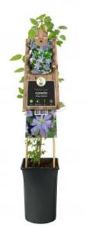Grootbloemige Clematis Prince Charles 120 cm klimplant