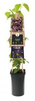 Grootbloemige Clematis Romantika 120 cm klimplant