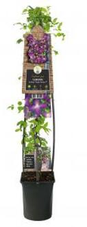 Grootbloemige Clematis So Many Purple Flowers PBR 120 cm klimplant