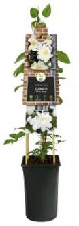 Grootbloemige Clematis Sylvia Denny 75 cm klimplant