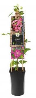Grootbloemige Clematis Ville de Lyon 120 cm klimplant