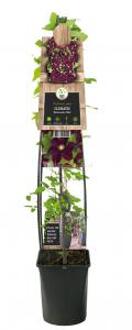 Grootbloemige Clematis Warszawska Nike 120 cm klimplant