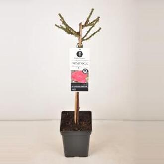 Grootbloemige roos op stam 50 cm (rosa "Dominica"®)