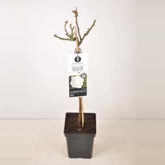 Grootbloemige roos op stam 50 cm (rosa "Isle of White"®)