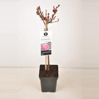 Grootbloemige roos op stam 50 cm (rosa "Mauritius"®)