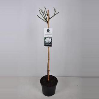 Grootbloemige roos op stam 90 cm (rosa "Annapurna"®)