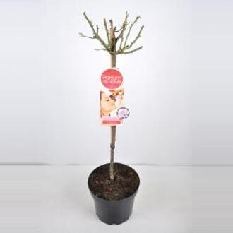 Grootbloemige roos op stam Parfum de Nature (rosa "A Whiter Shade of Pale"®) - Op stam 70 cm - 1 stuks