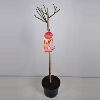Grootbloemige roos op stam Parfum de Nature (rosa "A Whiter Shade of Pale"®) - Op stam 90 cm - 1 stuks