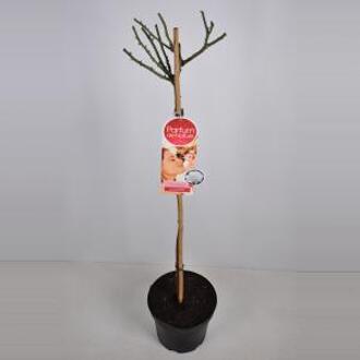 Grootbloemige roos op stam Parfum de Nature (rosa "Annapurna"®) - Op stam 90 cm - 1 stuks