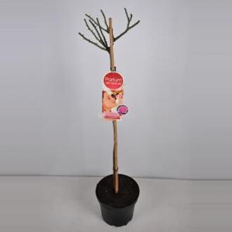 Grootbloemige roos op stam Parfum de Nature (rosa "Beverly"®) - Op stam 90 cm - 1 stuks