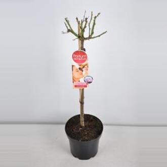 Grootbloemige roos op stam Parfum de Nature (rosa "Blue Girl"®) - Op stam 70 cm - 1 stuks