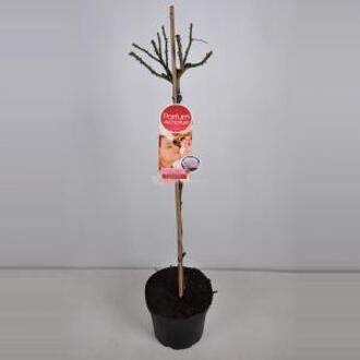 Grootbloemige roos op stam Parfum de Nature (rosa "Blue Girl"®) - Op stam 90 cm - 1 stuks