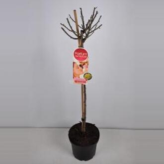 Grootbloemige roos op stam Parfum de Nature (rosa "Diamonds Forever"®) - Op stam 90 cm - 1 stuks